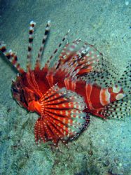 Lionfish in Puerto Galera. Olympus SW 725 (7.1M)+ UW case. by Amaury Albert 
